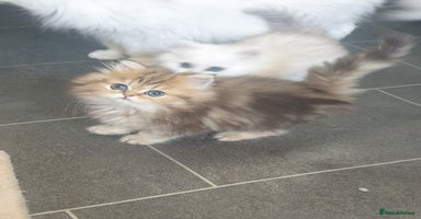 Persian cats - Advert 10