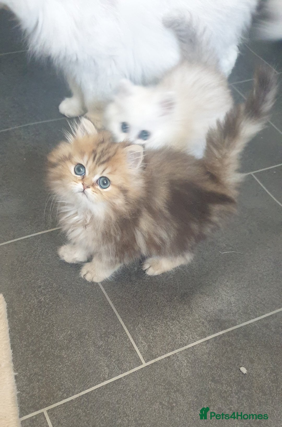 Persian cats for sale: 🌟2 Beautiful Pedigree Chinchilla Persian Kitten🌟 - Image 13