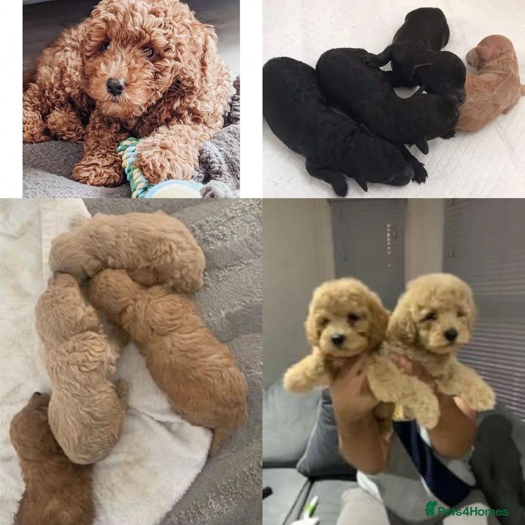 Poochon dogs for stud: KC RED TOY POODLE STUD - Advert 19