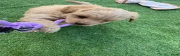 Mixed Breed dogs for sale: Ready to leave!!! - Advert 3