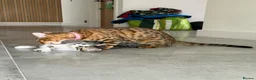 Bengal cats for sale: Stunning Bengal cross boy  - Advert 3