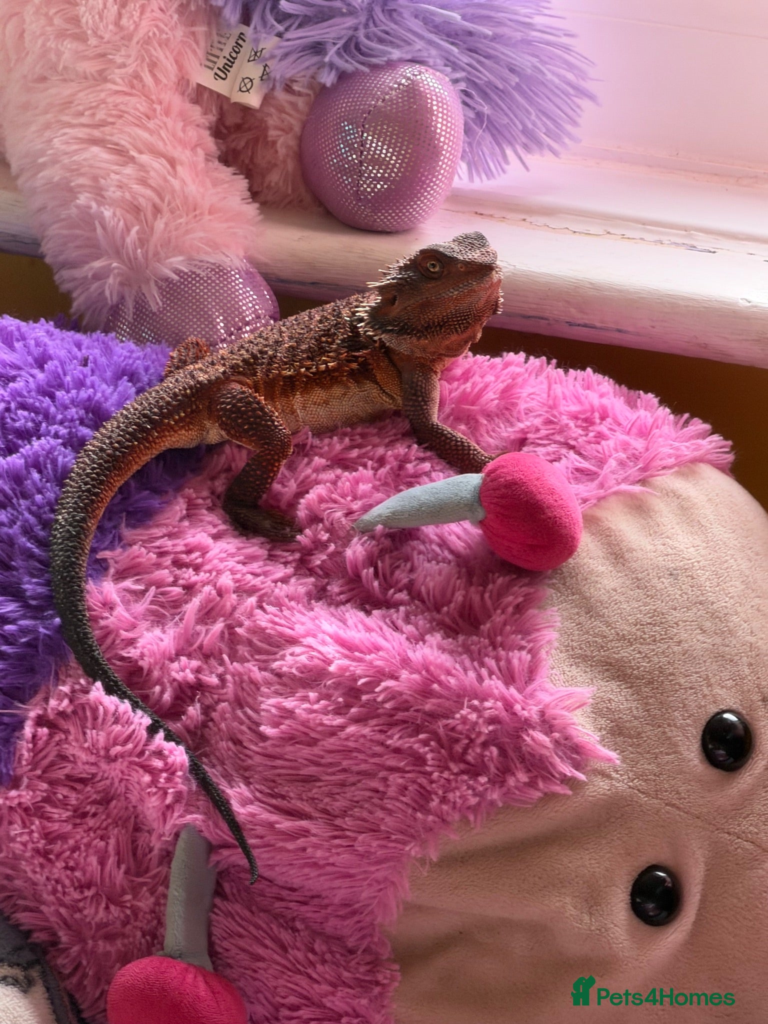 Dragon reptiles Red monster bearded dragon  - Advert 1