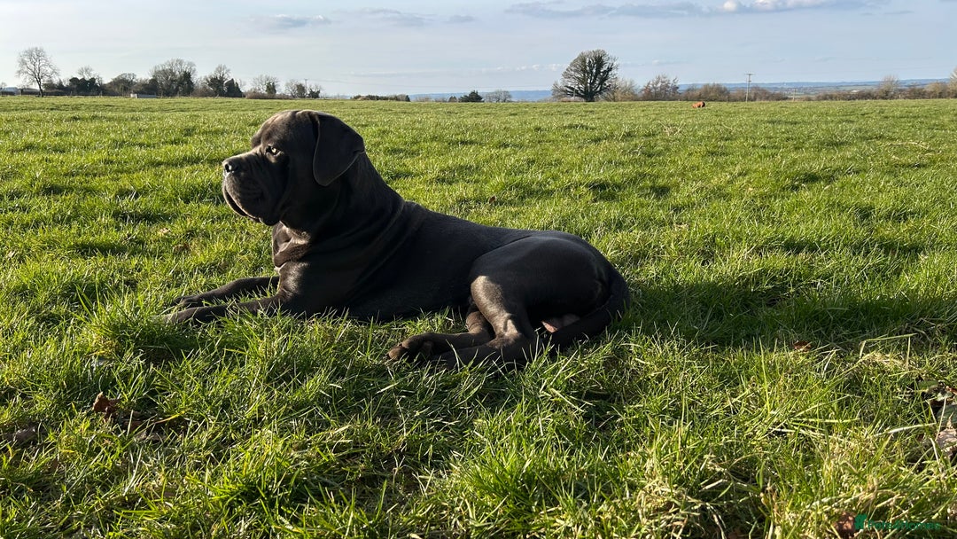 Cane Corso dogs for stud: Denzal  - Image 3
