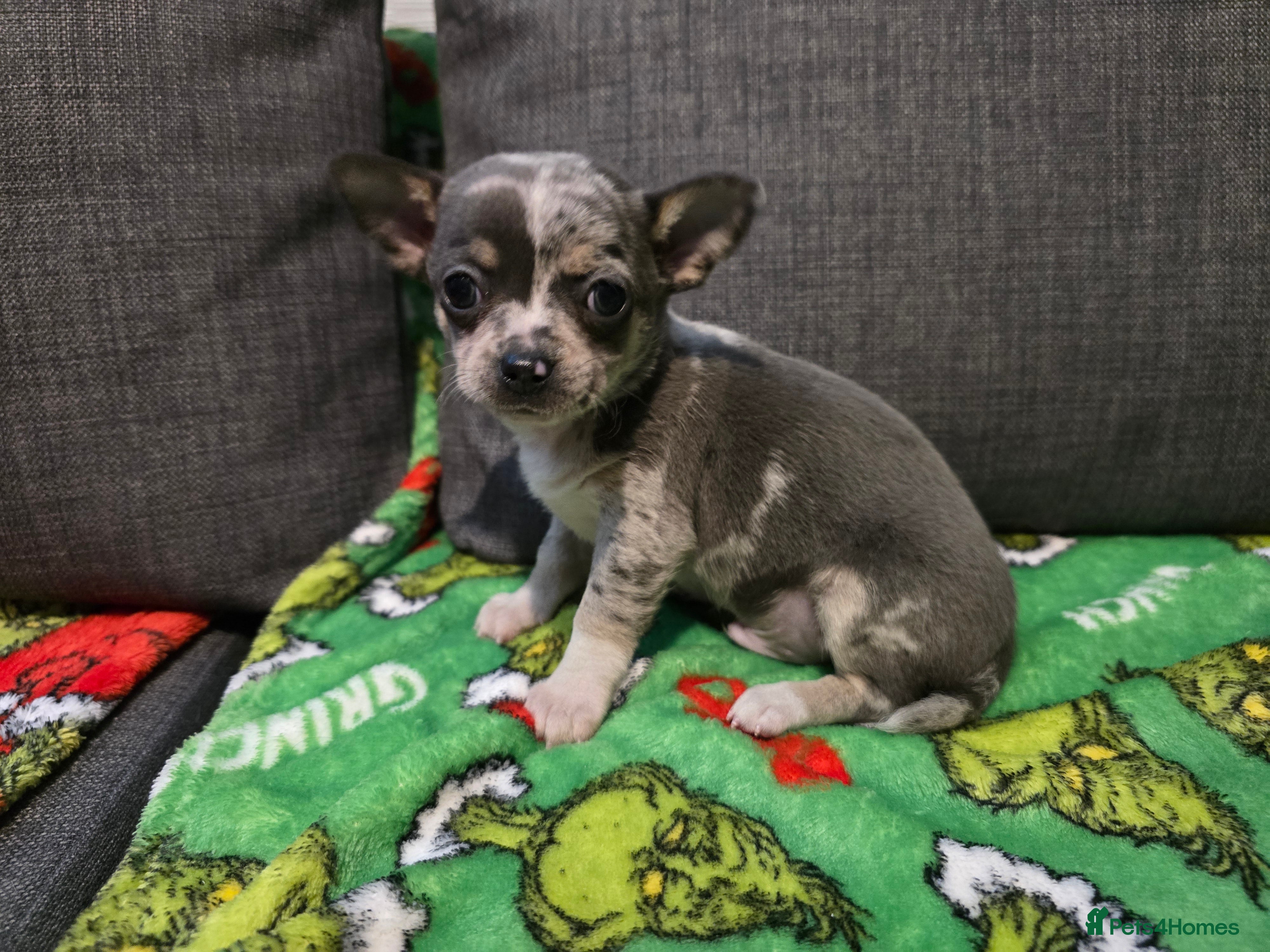 Chihuahua dogs Chihuahua puppies - Advert 18