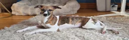 Whippet dogs for sale: Kc registered whippet puppy - Advert 3