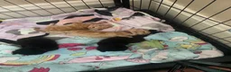 British Shorthair cats for sale: Beautiful kittens for sale - Advert 4