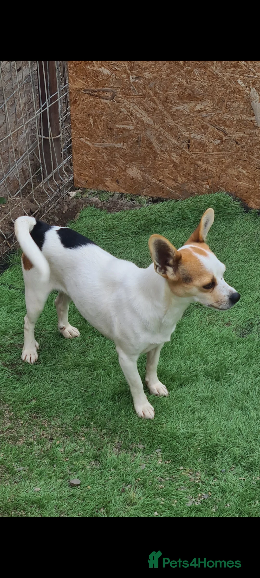 Mixed Breed dogs for adoption: Truffle (not a beagle!) Chi mix 6kg - Advert 2