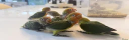 Lovebirds birds for sale: Silly tame and cuddly lovebird chicks - Advert 3