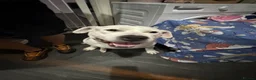 Mixed Breed dogs for sale: American bulldog / Staffordshire bull terrier in Rochdale - Advert 3