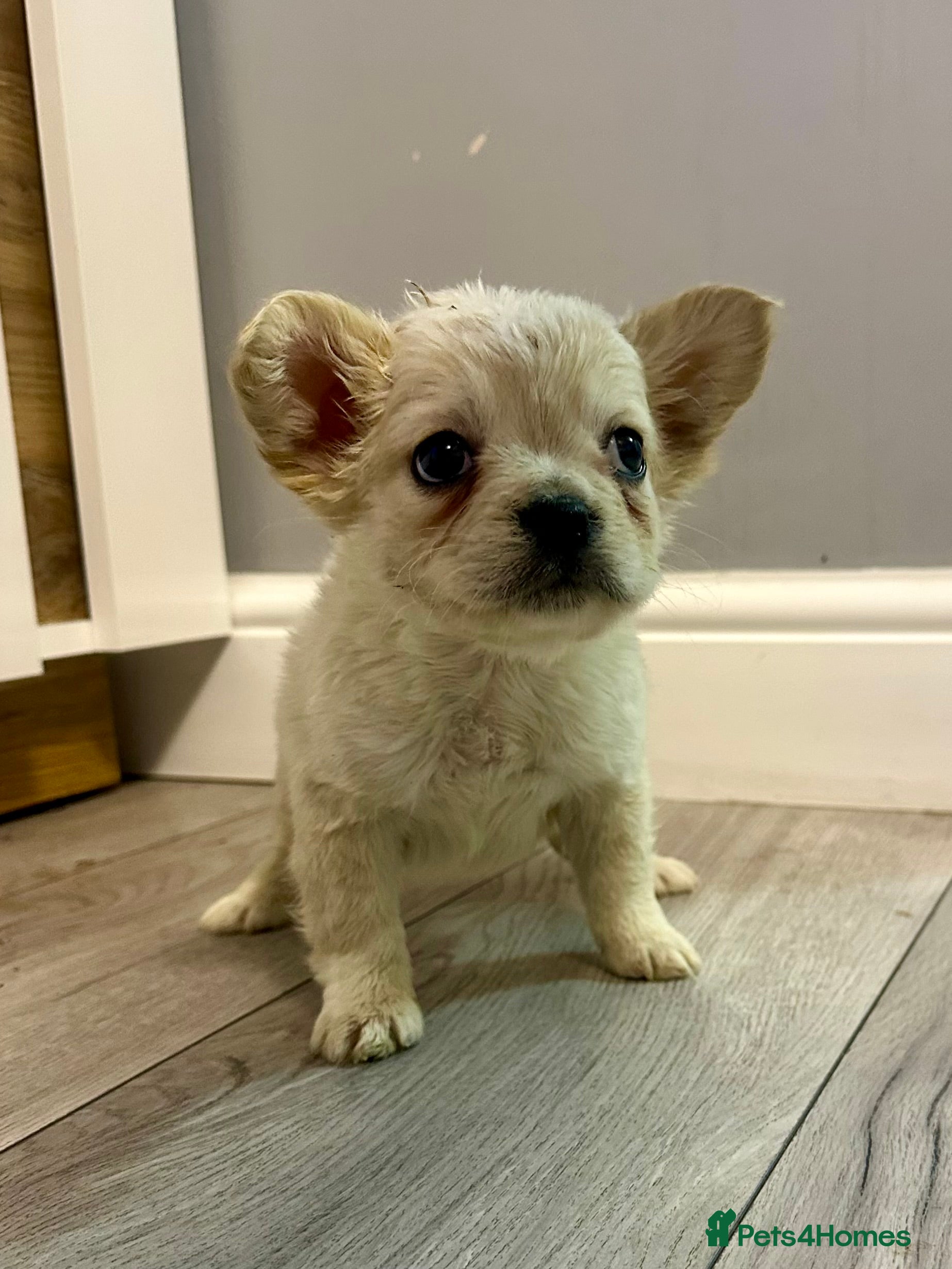 French Bulldog dogs French bulldog x Pups - Advert 11