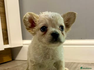 French Bulldog dogs French bulldog x Pups - Advert 6