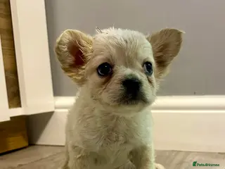 French Bulldog dogs French bulldog x Pups - Advert 7