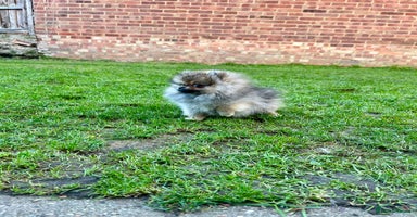 Pomeranian dogs Mini Boy🐻Teddy Bear Face🏆Champion Lines - Advert 9