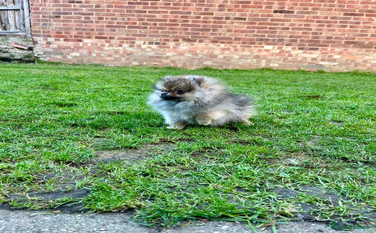 Pomeranian dogs Mini Boy🐻Teddy Bear Face🏆Champion Lines - Advert 7