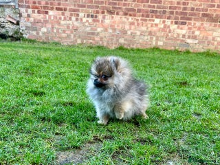 Pomeranian dogs Mini Boy🐻Teddy Bear Face🏆Champion Lines - Advert 2