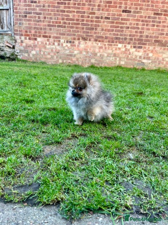 Pomeranian dogs Mini Boy🐻Teddy Bear Face🏆Champion Lines - Advert 7