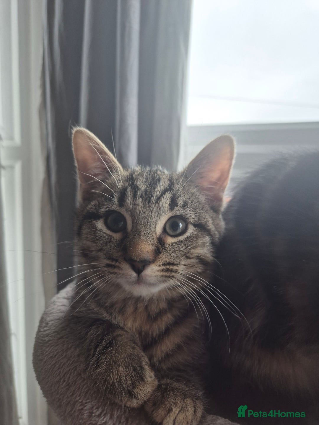 Mixed Breed cats for sale: 5 lovely affectionate kitten looking for home - Advert 19