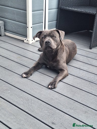 Gallery Image {{count}}