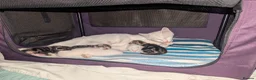 Mixed Breed cats for sale: 4 Beautiful kittens looking forever homes - Advert 19
