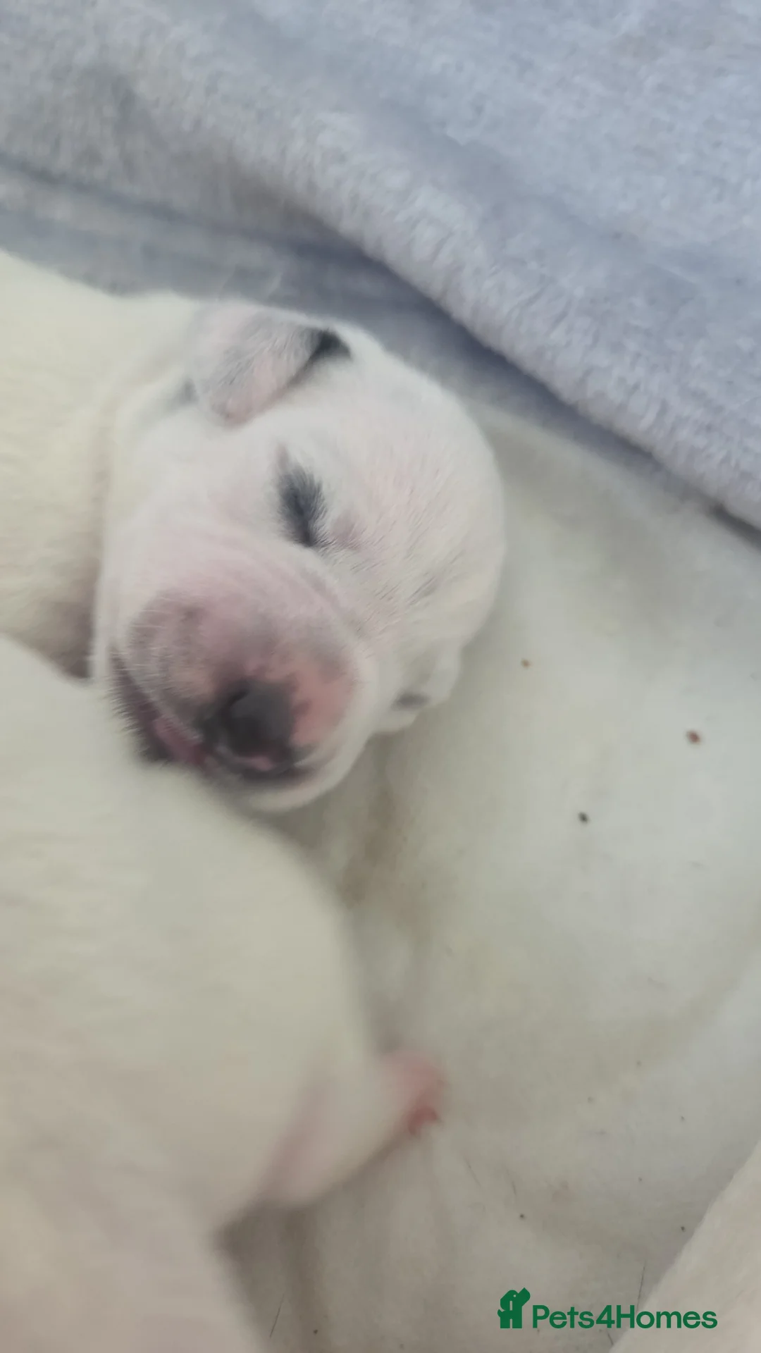 Dalmatian dogs for sale: 2 girls 1 boy left ready to leave mid May - Advert 2