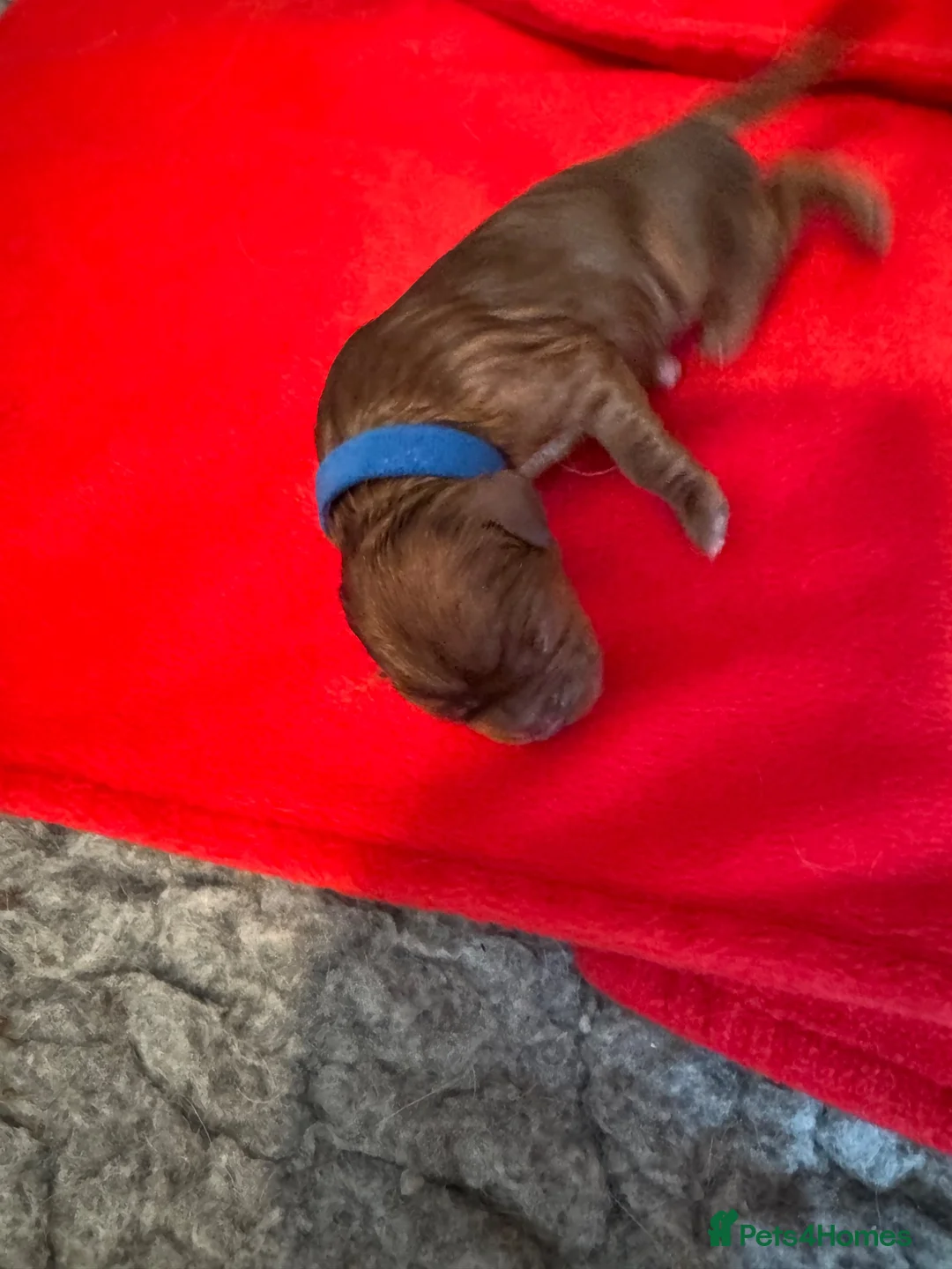 Cavalier King Charles Spaniel dogs for sale: Beautiful Cavalier King Charles Spaniel Puppies 🐶 - Advert 26