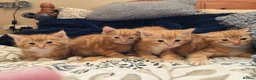Mixed Breed cats for sale: Beautiful ginger tabby kittens  - Advert 1