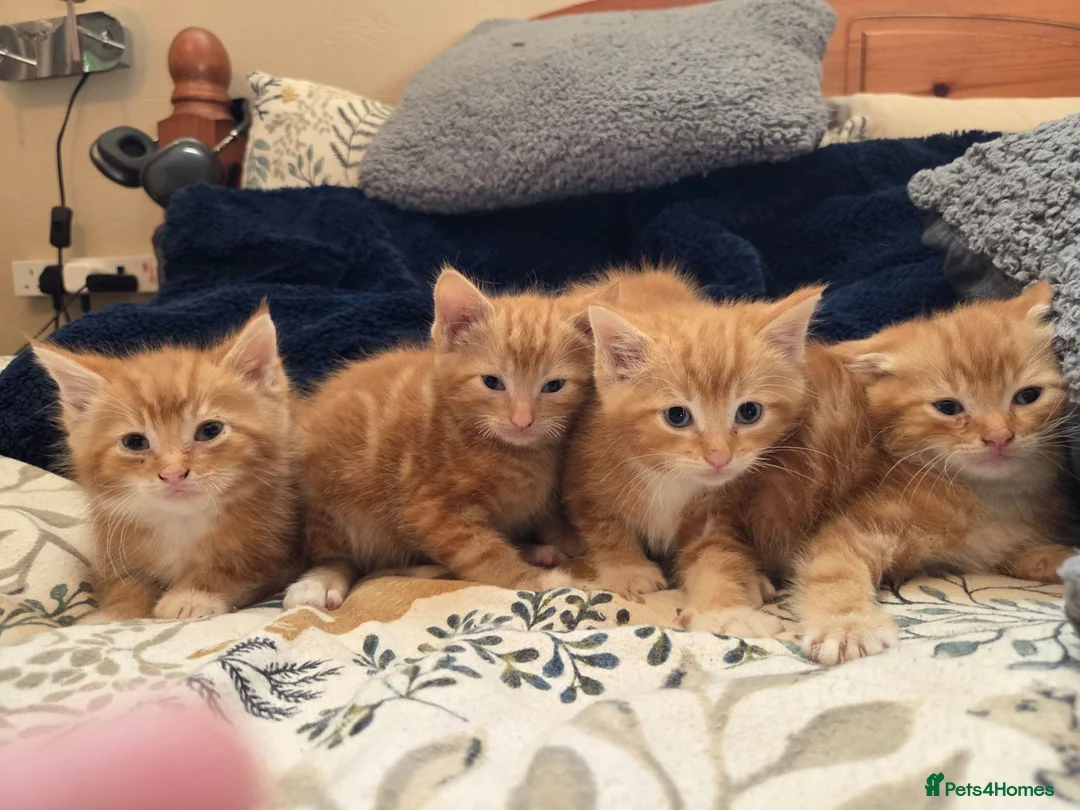 Mixed Breed cats for sale: Beautiful ginger tabby kittens  - Advert 1