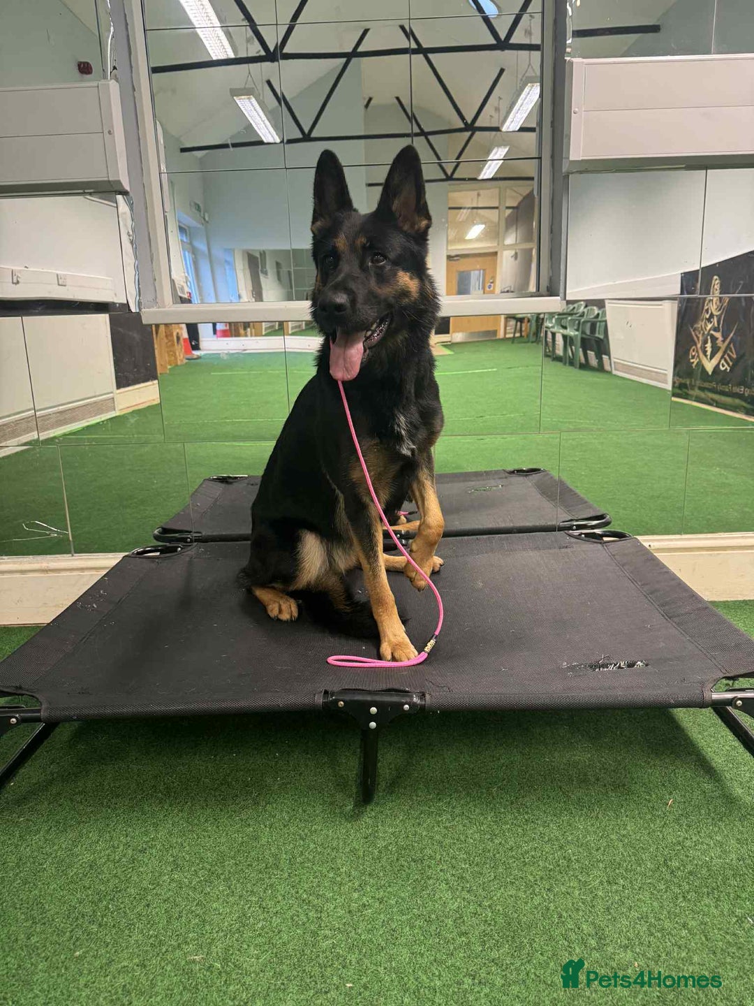 German Shepherd dogs for sale: Beautiful German shepherd girl - Advert 4