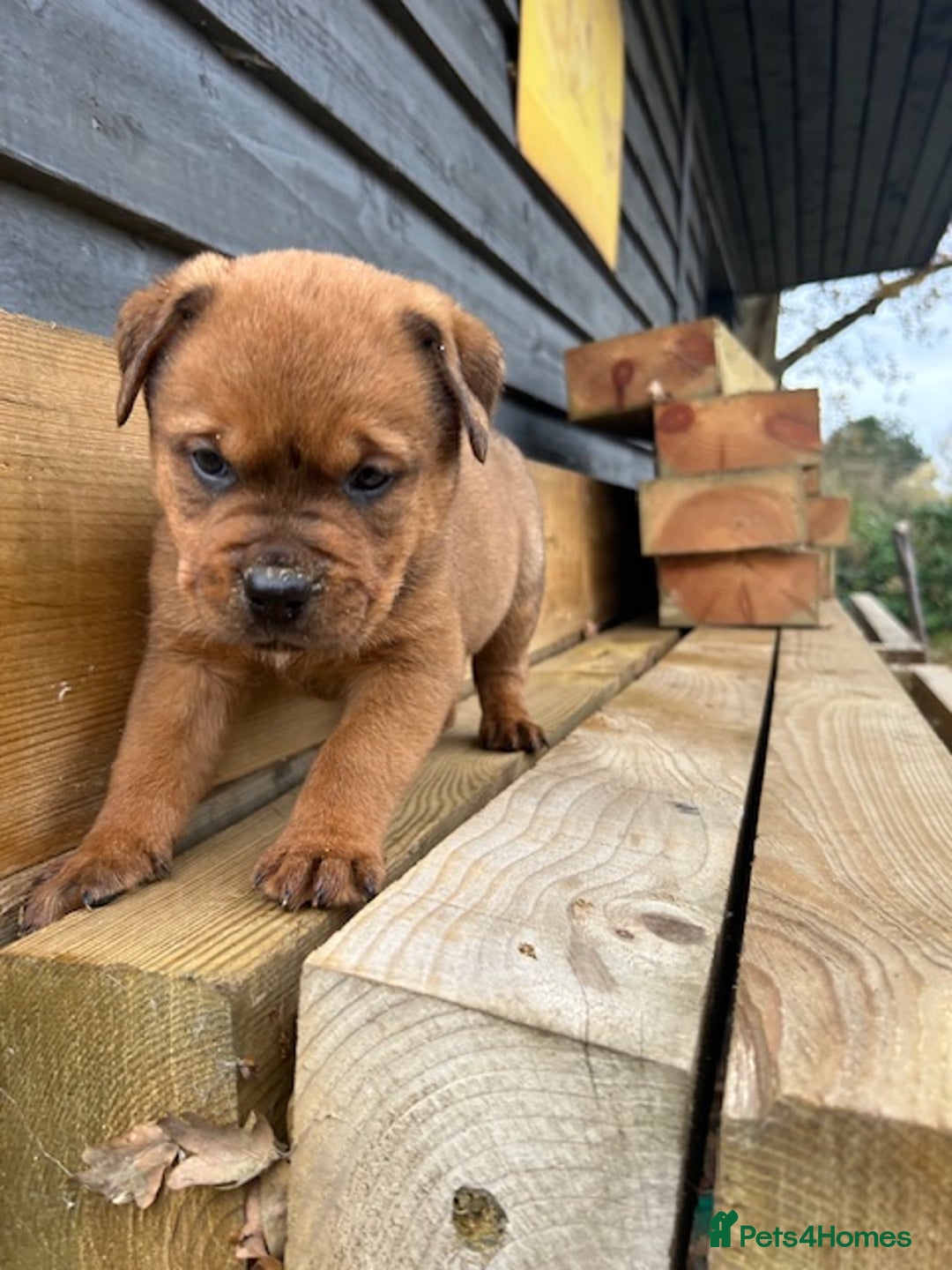 Mixed Breed dogs for sale: Rottweiler - Advert 1