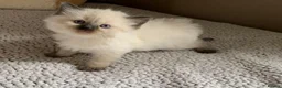 Siamese cats for sale: The Crown Jewels of Companionship-Siamese Kittens in Norwich - Advert 3
