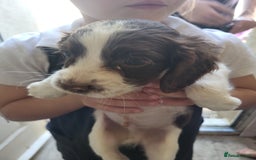Sprocker dogs for sale: 3 sprockers x springer  pups  - Image 6