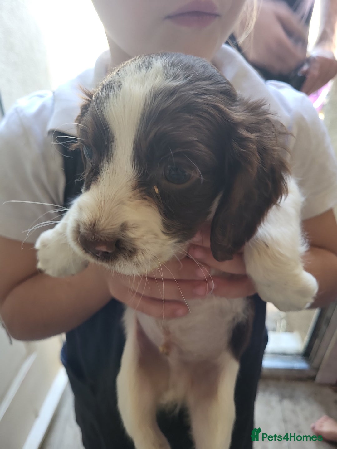 Sprocker dogs for sale: 3 sprockers x springer  pups  - Image 6
