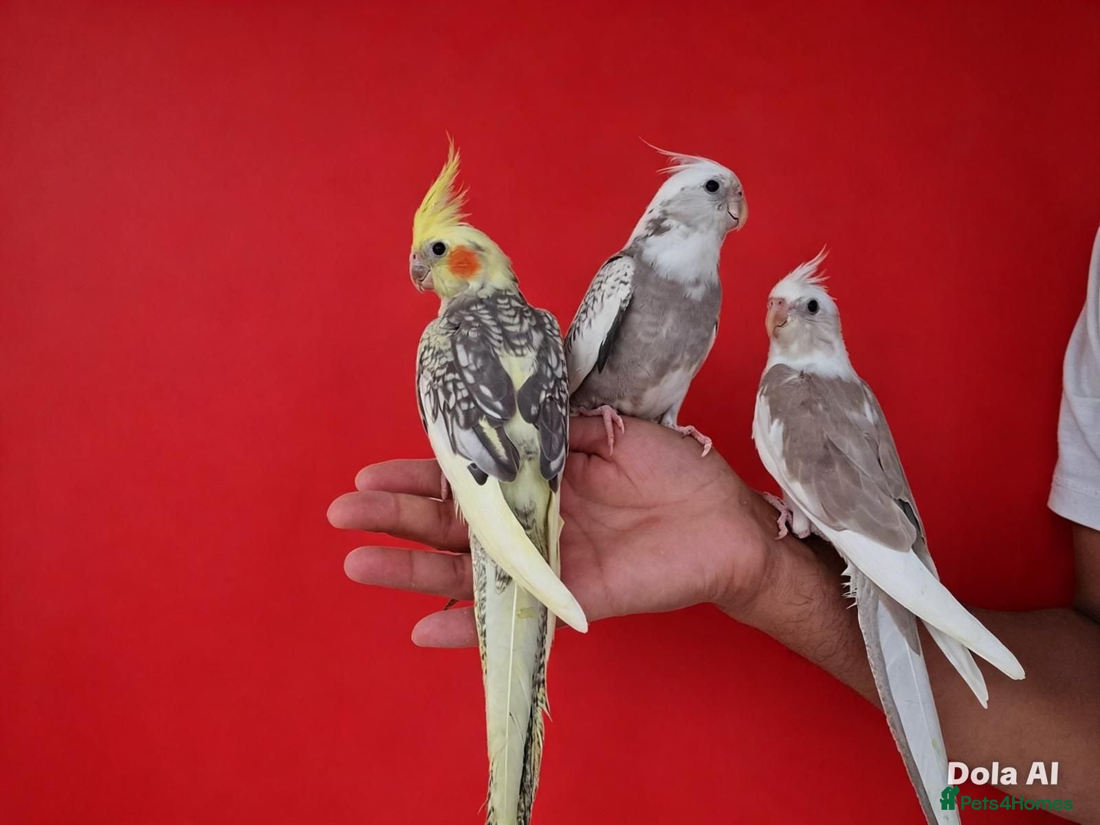 Cockatiels birds Super silly hand tamed baby cockatiels  - Advert 18
