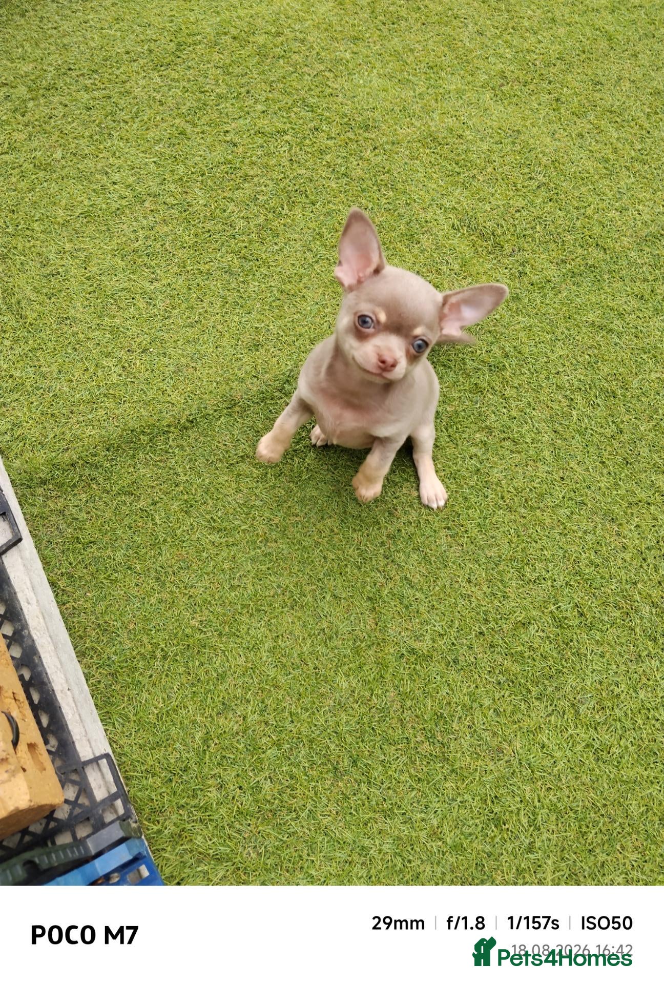 Chihuahua dogs Beautiful lillac girl - Advert 1