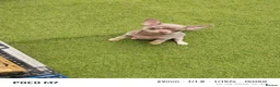 Chihuahua dogs for sale: Beautiful lillac girl - Advert 1
