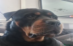 Rottweiler dogs for sale: Stunning rottweiler puppies  - Image 20