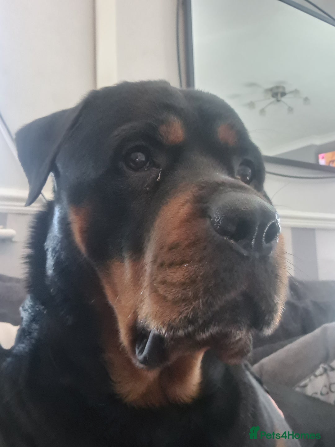 Rottweiler dogs for sale: Stunning rottweiler puppies  - Image 20