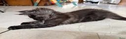 Maine Coon cats for sale: Stunning Black Smoke Boy Available Again - Advert 3