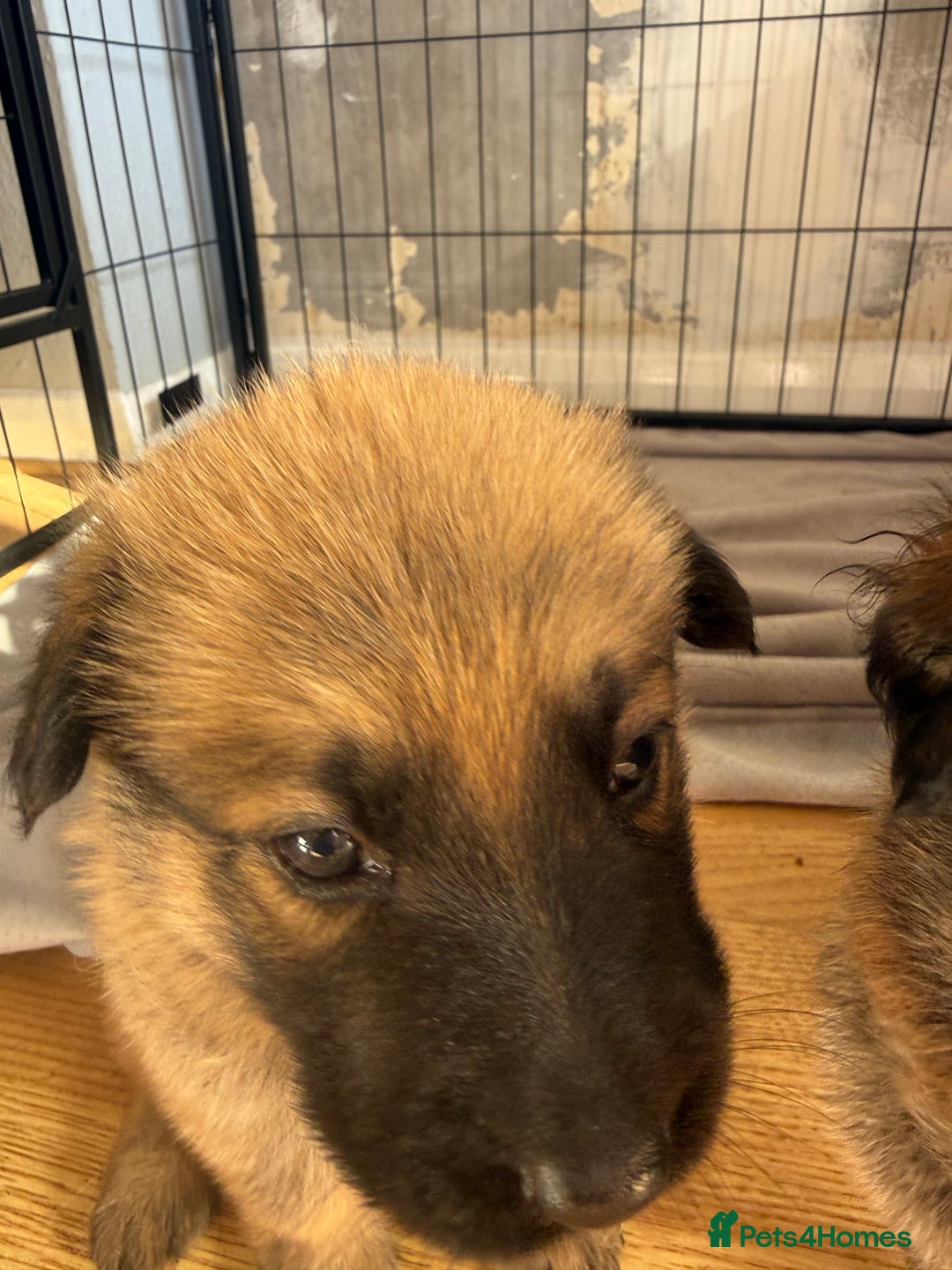 German Shepherd dogs for sale: Beautiful chunky German shepherd puppies - Image 10