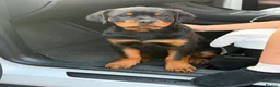 Rottweiler dogs for sale: Rottweiler girl  - Advert 5