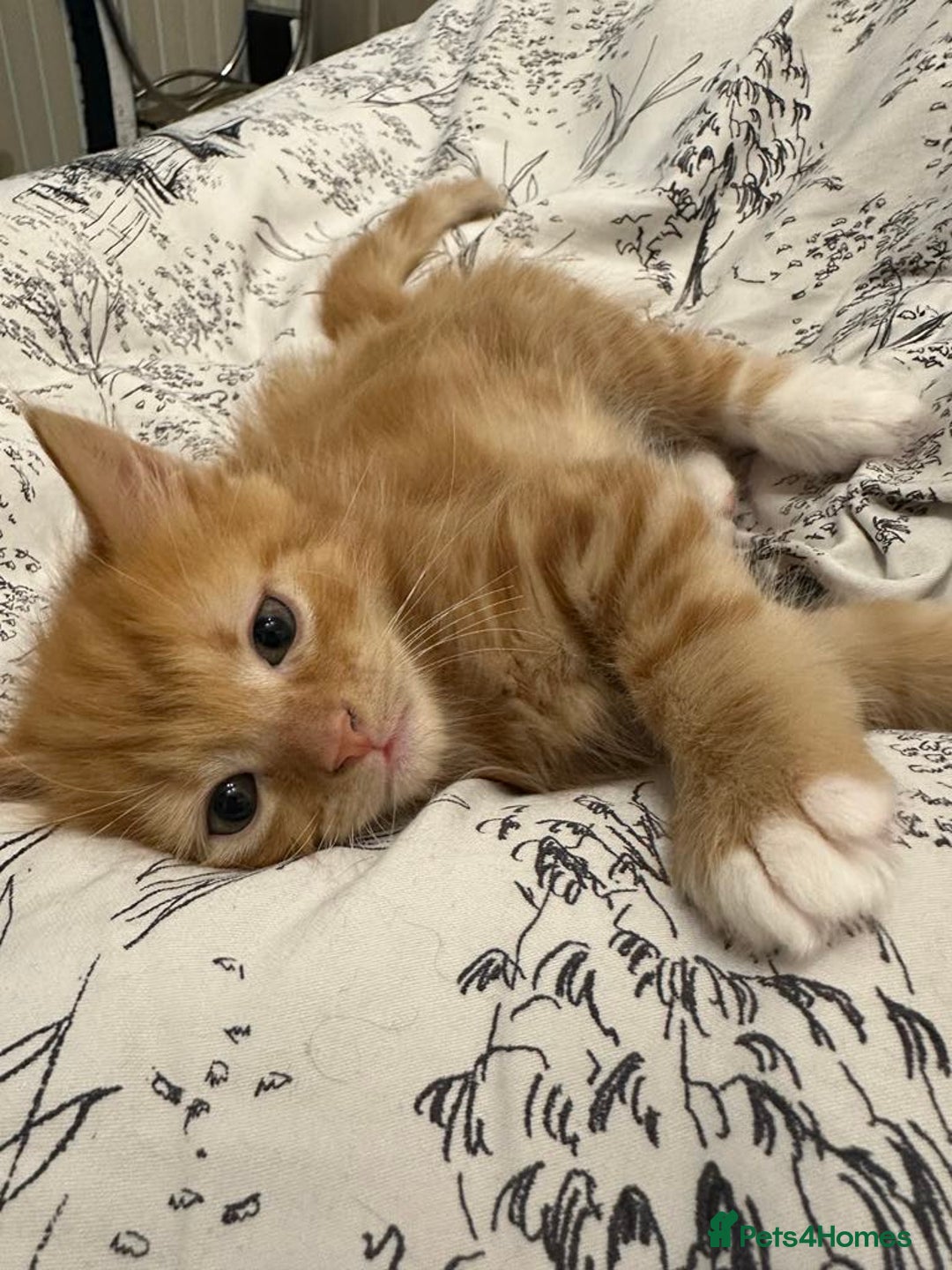 European cats for sale: Kitten for sale - Image 1