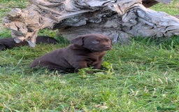 Labrador Retriever dogs for sale: 6 Adorable Chocolate Labs for Sale - Image 20