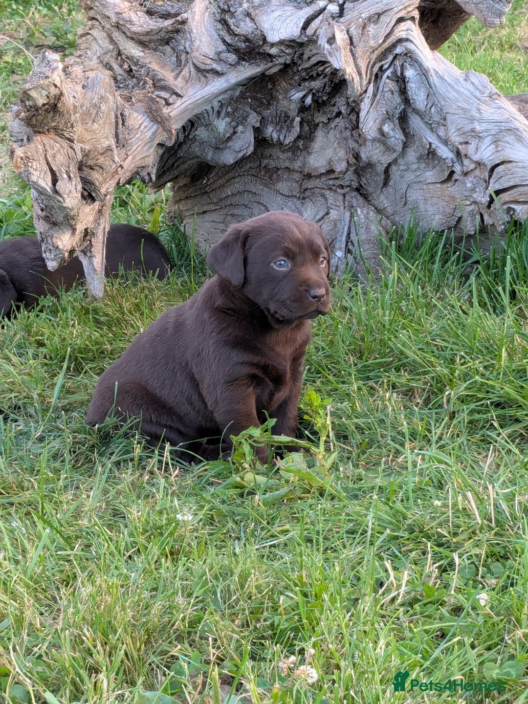 Labrador Retriever dogs for sale: 6 Adorable Chocolate Labs for Sale - Image 20