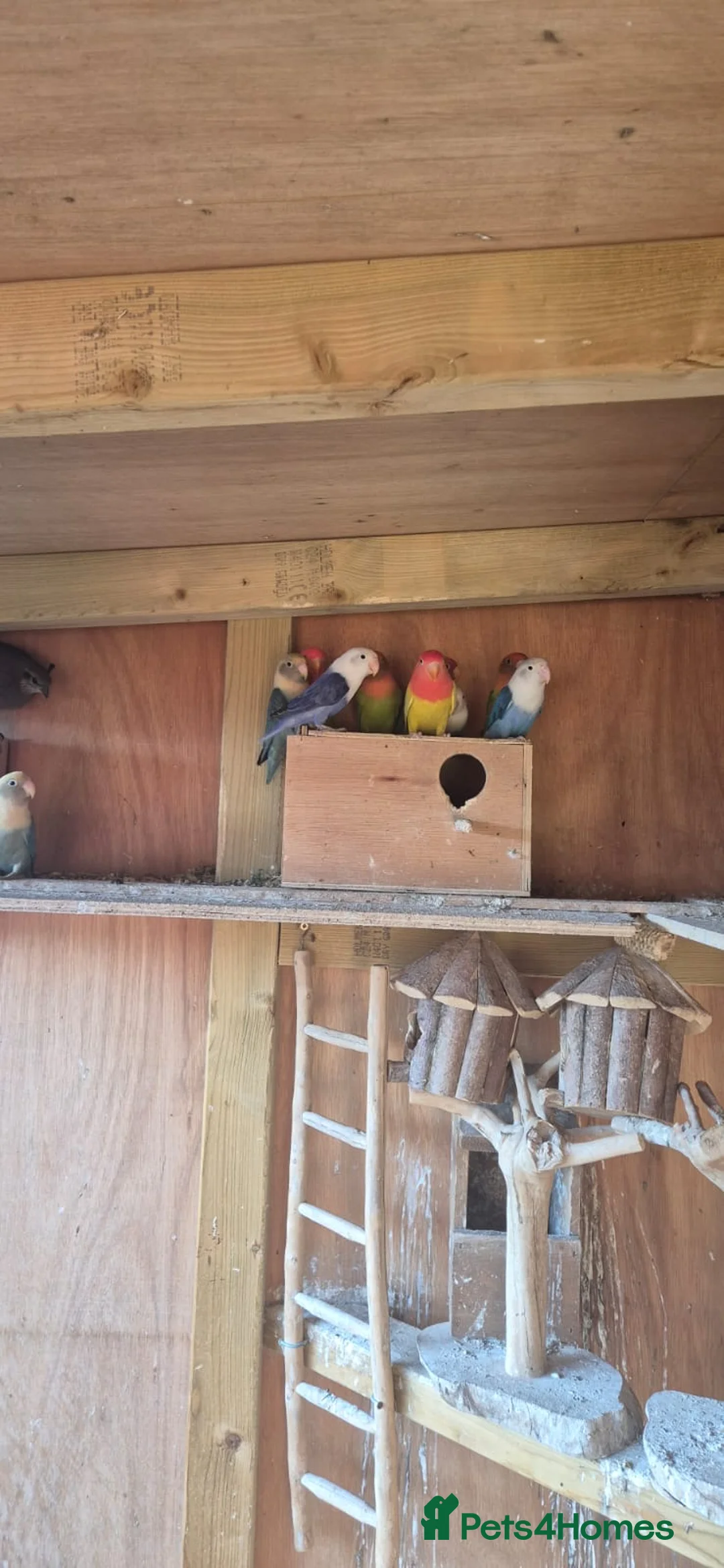 Lovebirds birds for sale: Mixed colour lovebirds for sale - Advert 2