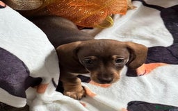 Miniature Dachshund dogs for sale: Last 3 beautiful mini dachshunds - Image 5