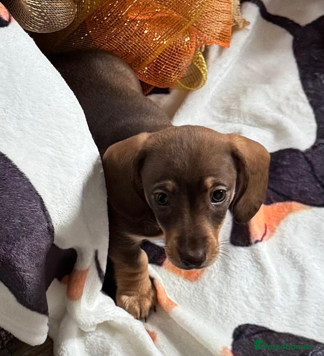 Miniature Dachshund dogs for sale: Last 3 beautiful mini dachshunds - Image 5