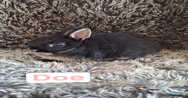 Netherland Dwarf rabbits - Advert 8