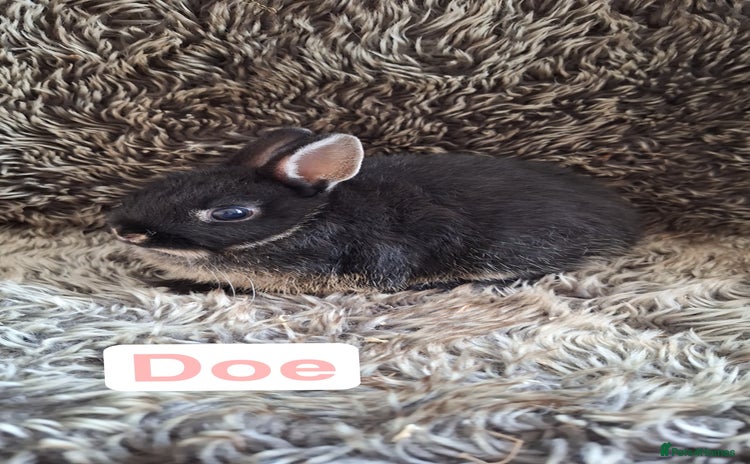 Netherland Dwarf rabbits - Advert 8