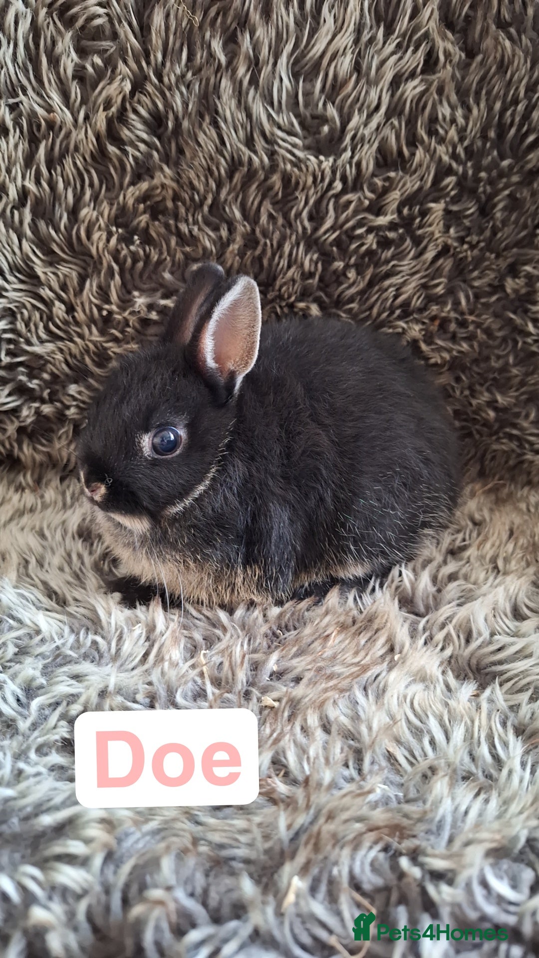 Netherland Dwarf rabbits for sale: Pure Netherland Dwarf Baby Bunnies - Image 1