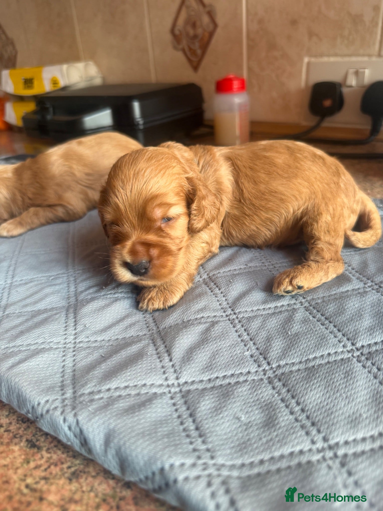 Cocker Spaniel dogs KC show type cocker spaniel puppies for sale - Advert 15